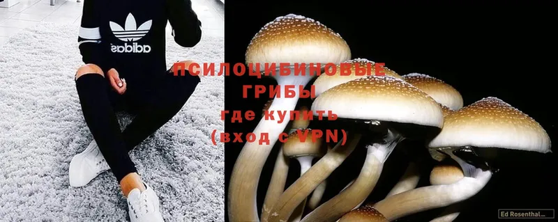 наркота  Подпорожье  Псилоцибиновые грибы Psilocybe 